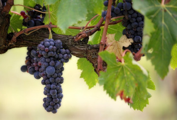 Rimanete nel mio amore, produrrete molto frutto