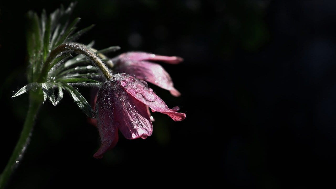 Don Michele Lombardi è tornato alla Casa del Padre